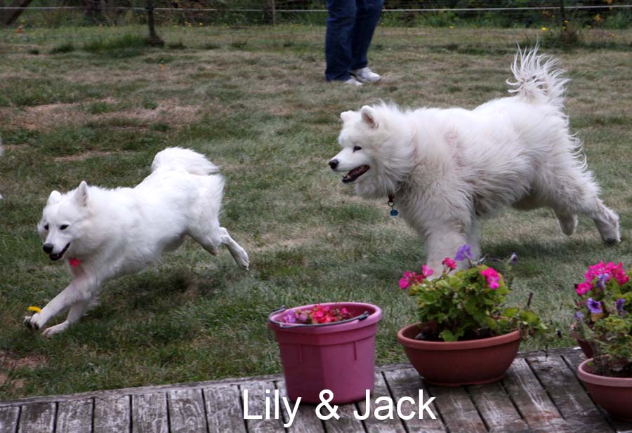 lily-jack-newsletter