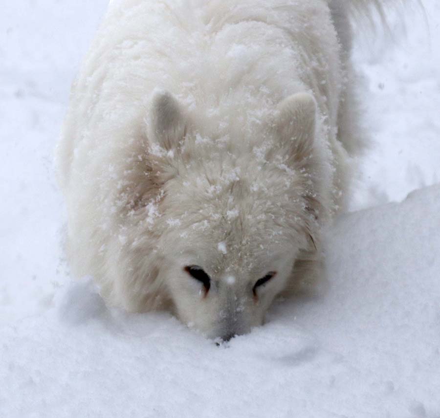 Herbie checks the depth of snow on the deck.