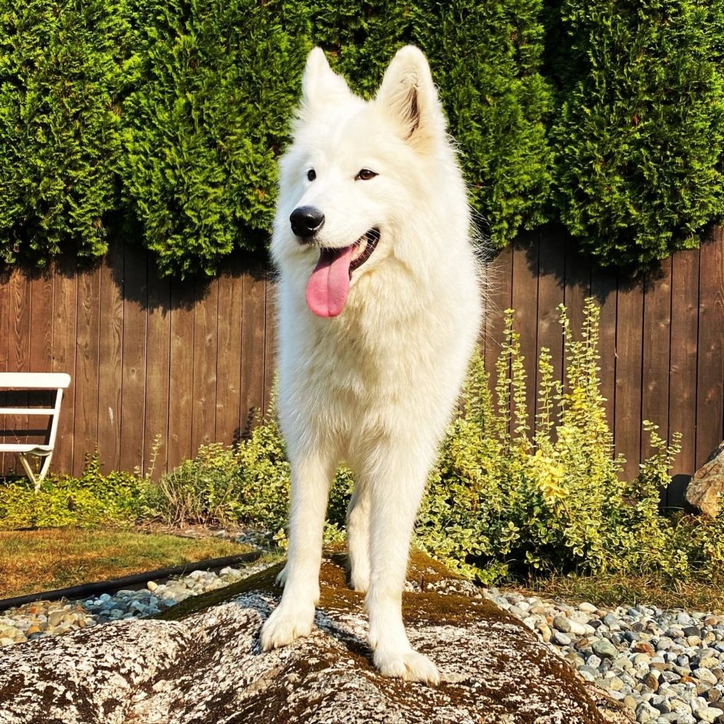 January 2023 Northwest Samoyed Rescue